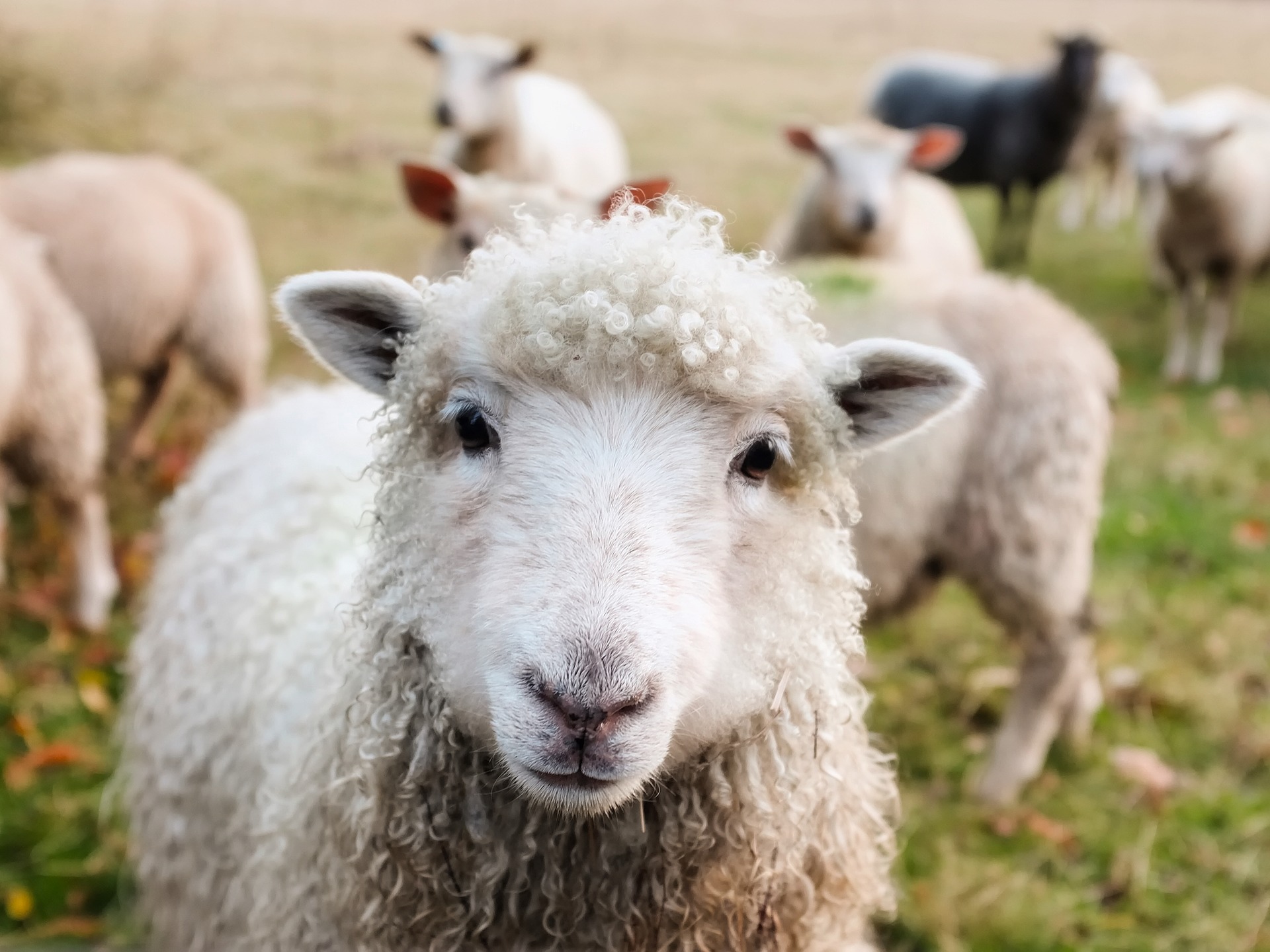 Овцы на ферме в Италии