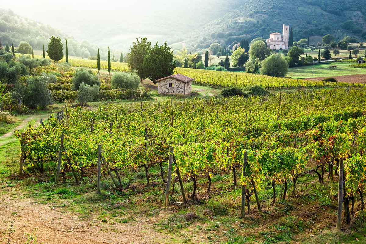 Русские винодельни в Италии