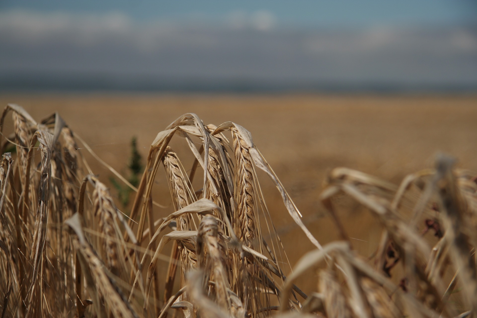 disoccupazione-agricola