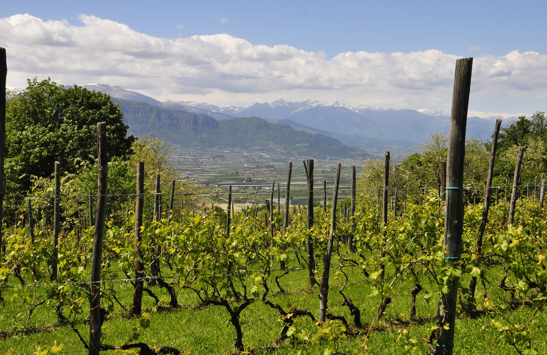 vineyard-4212094_1920