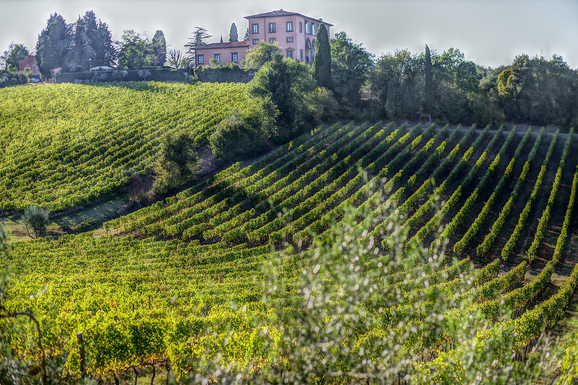 wine-3727820_1920