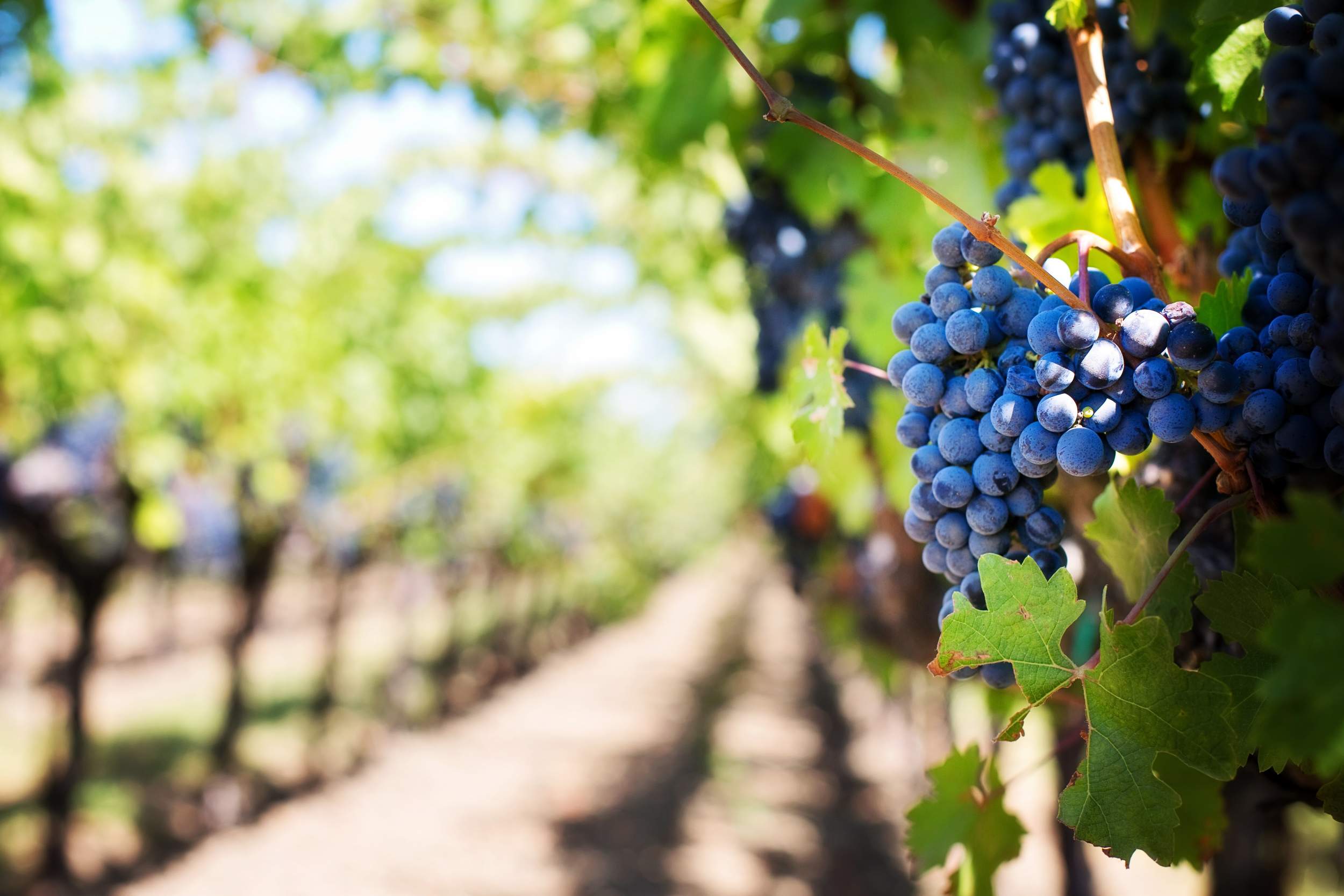 investirovat_v_vino_novyy_aktiv-ubezhishche_bez_nalogov_redkie_i_ne_ochen_butylki_na_kotorye_stoit_sdelat_stavku_
