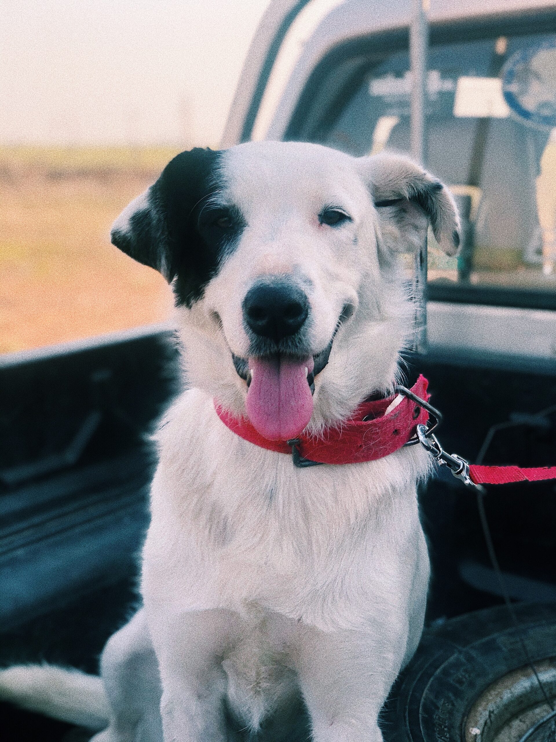 cane