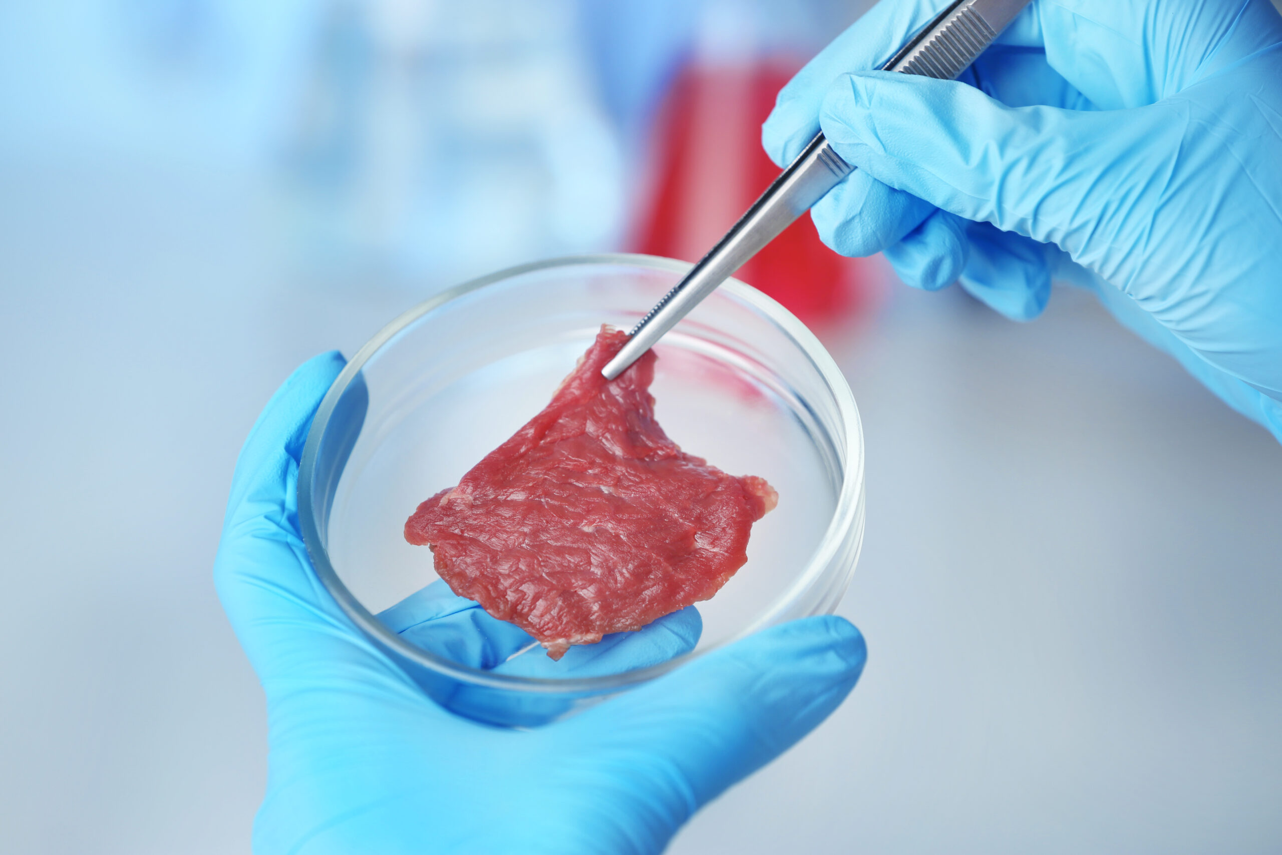 carne-coltivata-laboratorio-provetta-piastra-pinzette-adobestock_136248637